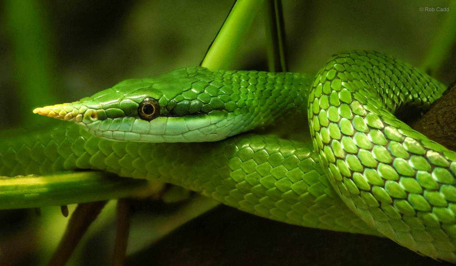 Rhinoceros ratsnake : Cotswold WP : 02 Aug 2024