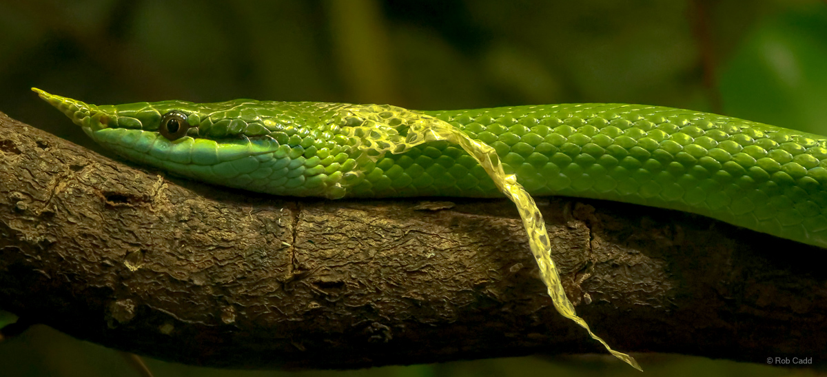 Rhinoceros ratsnake : Cotswold WP : 04 Jul 2025