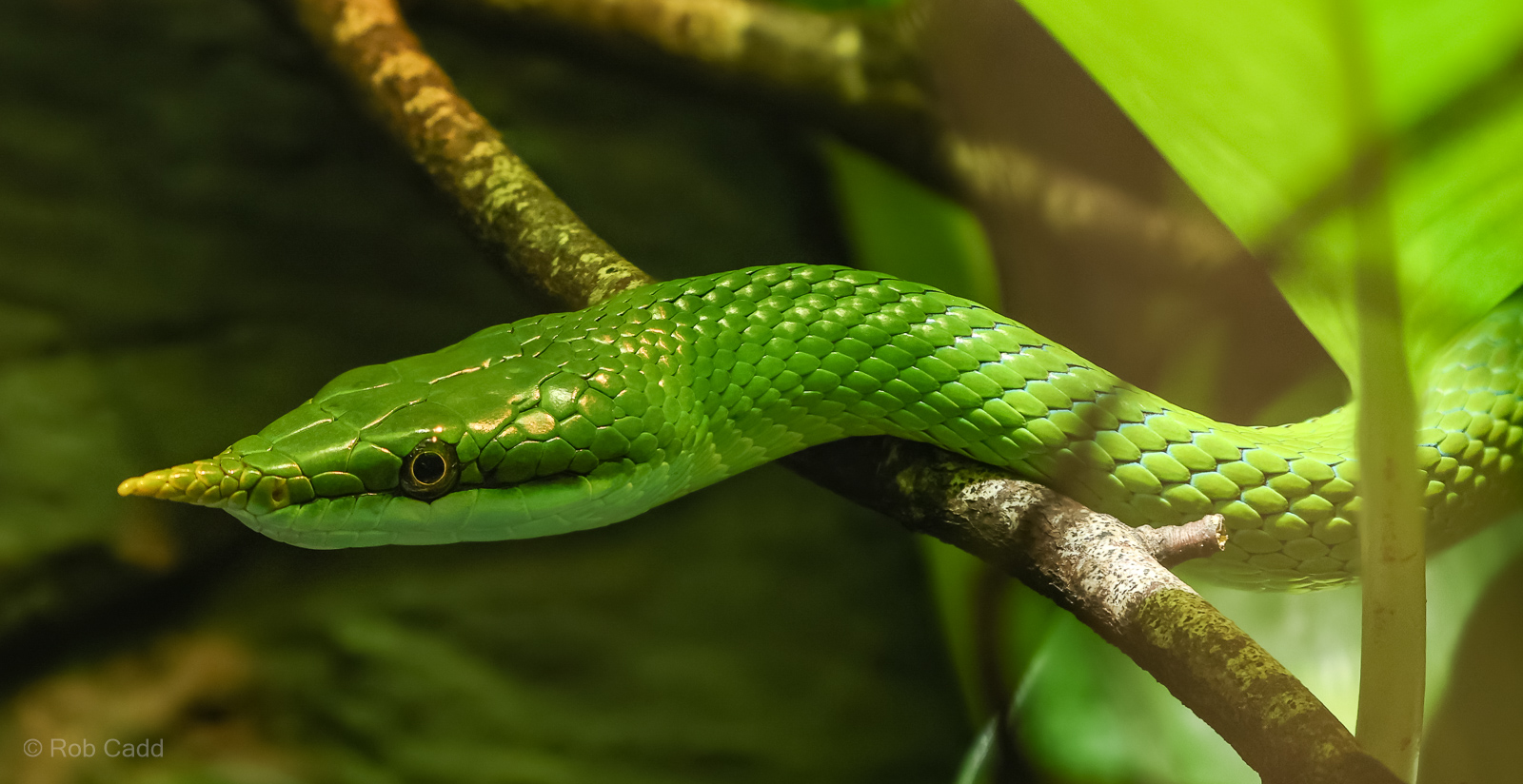 Rhinoceros ratsnake : Cotswold WP : 09 May 2024