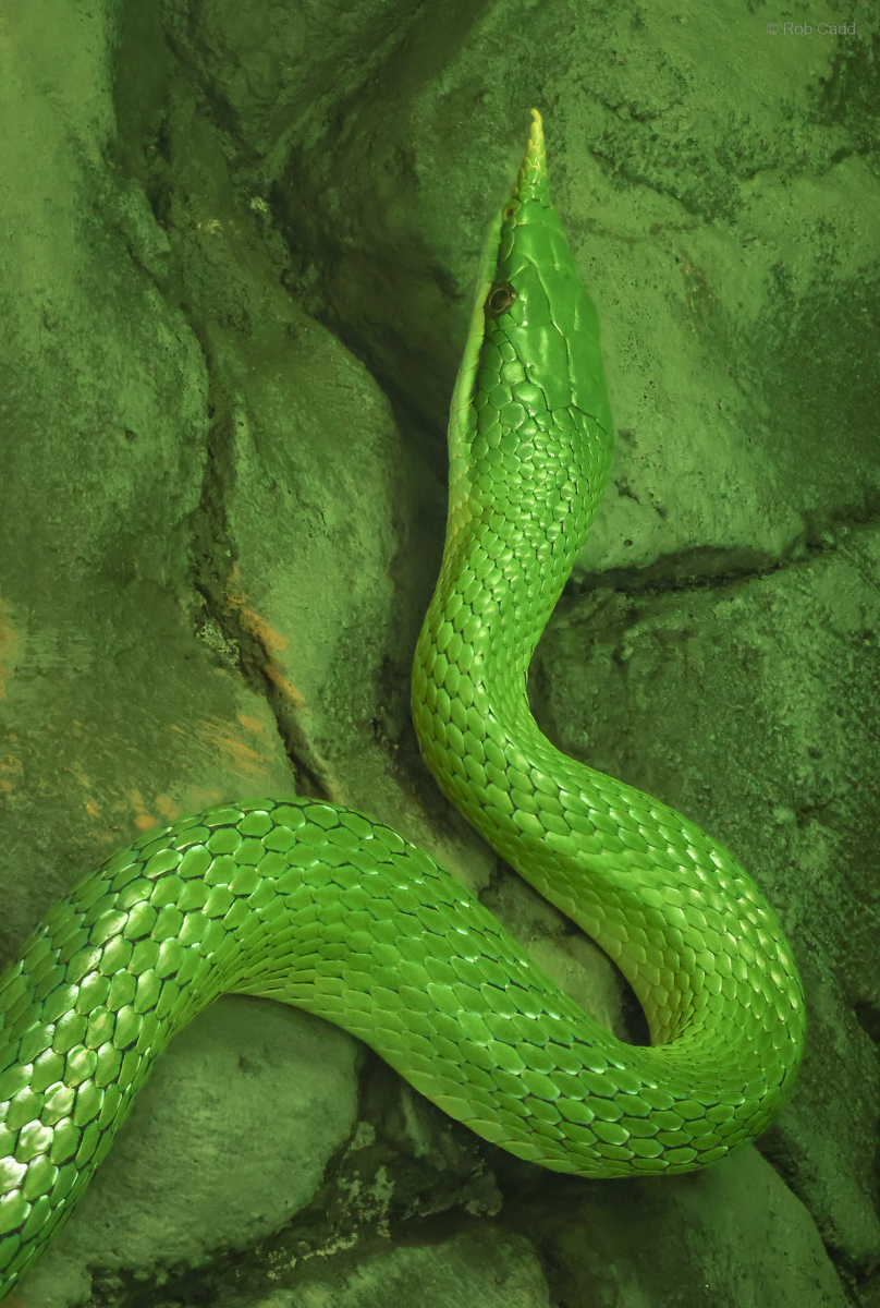 Rhinoceros ratsnake : Cotswold WP : 28 Mar 2025