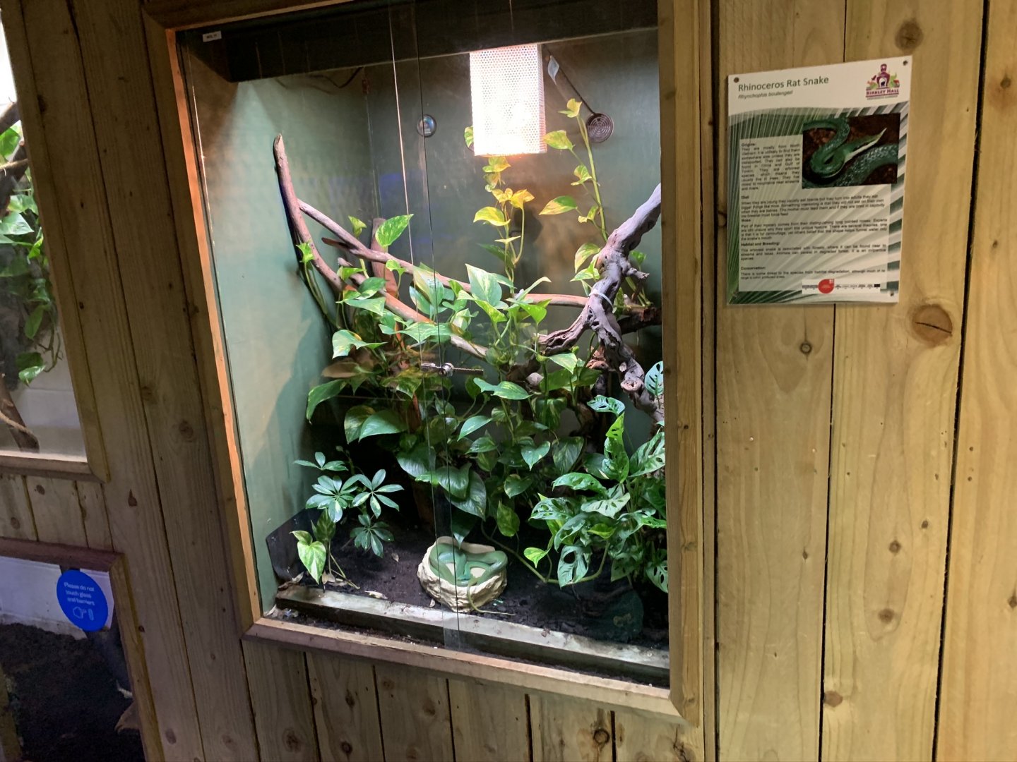 Rhinoceros Ratsnake Exhibit at Northumberland College Zoo (2020)