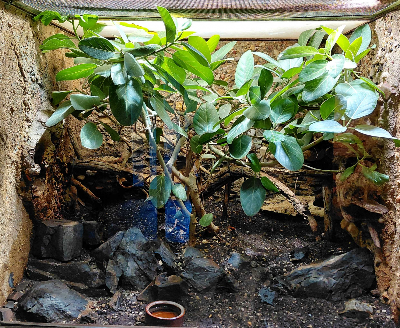 Rhinoceros ratsnake exhibit
