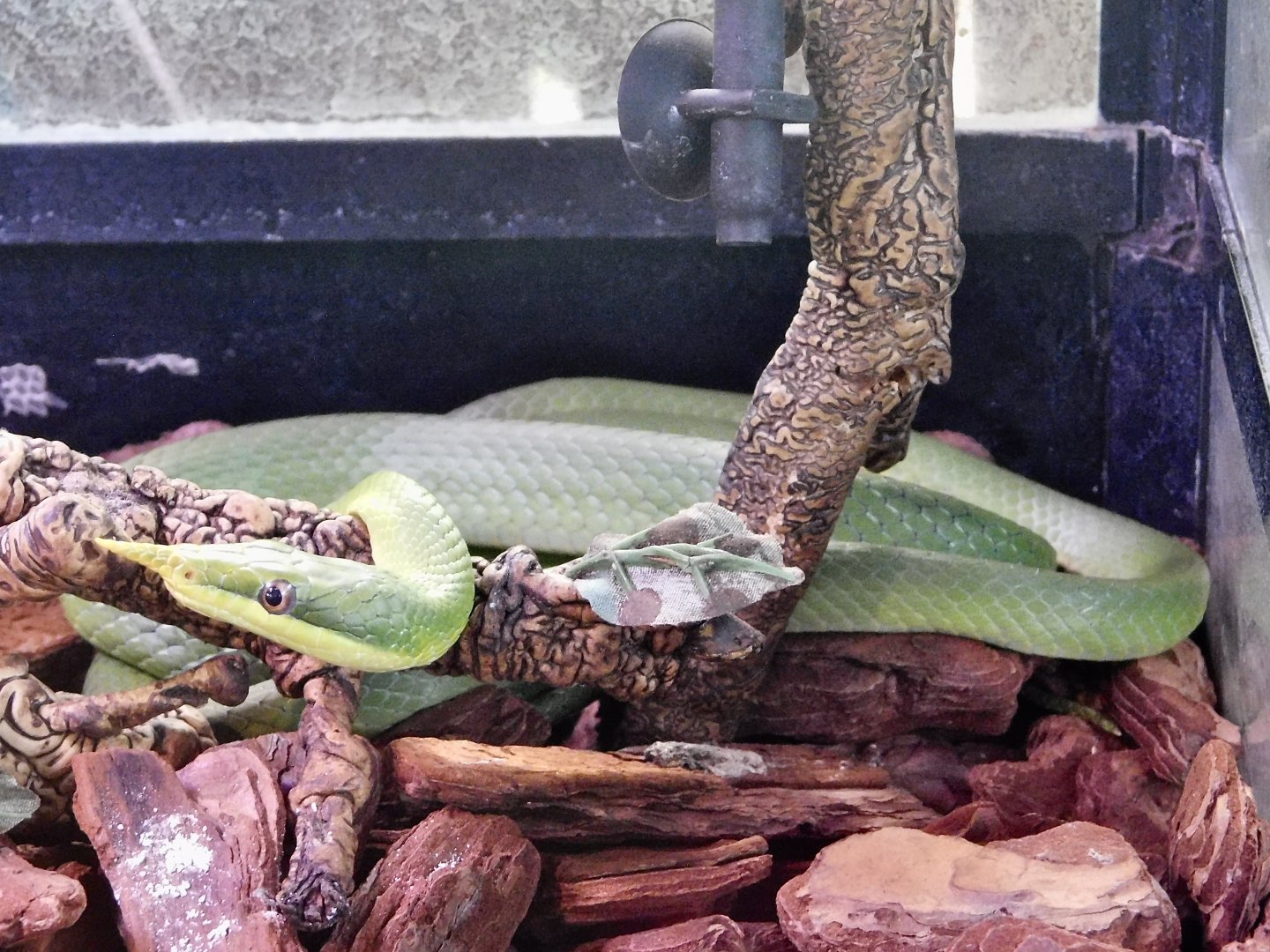 Rhinoceros ratsnake (Gonyosoma boulengeri) - Itabashi Botanical Garden September 27, 2025