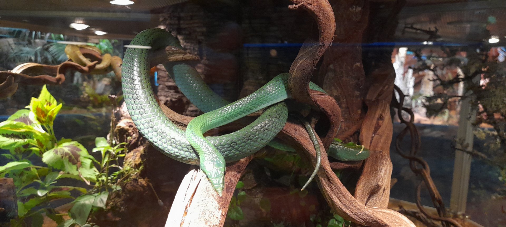 Rhinoceros ratsnake (Gonyosoma boulengeri)