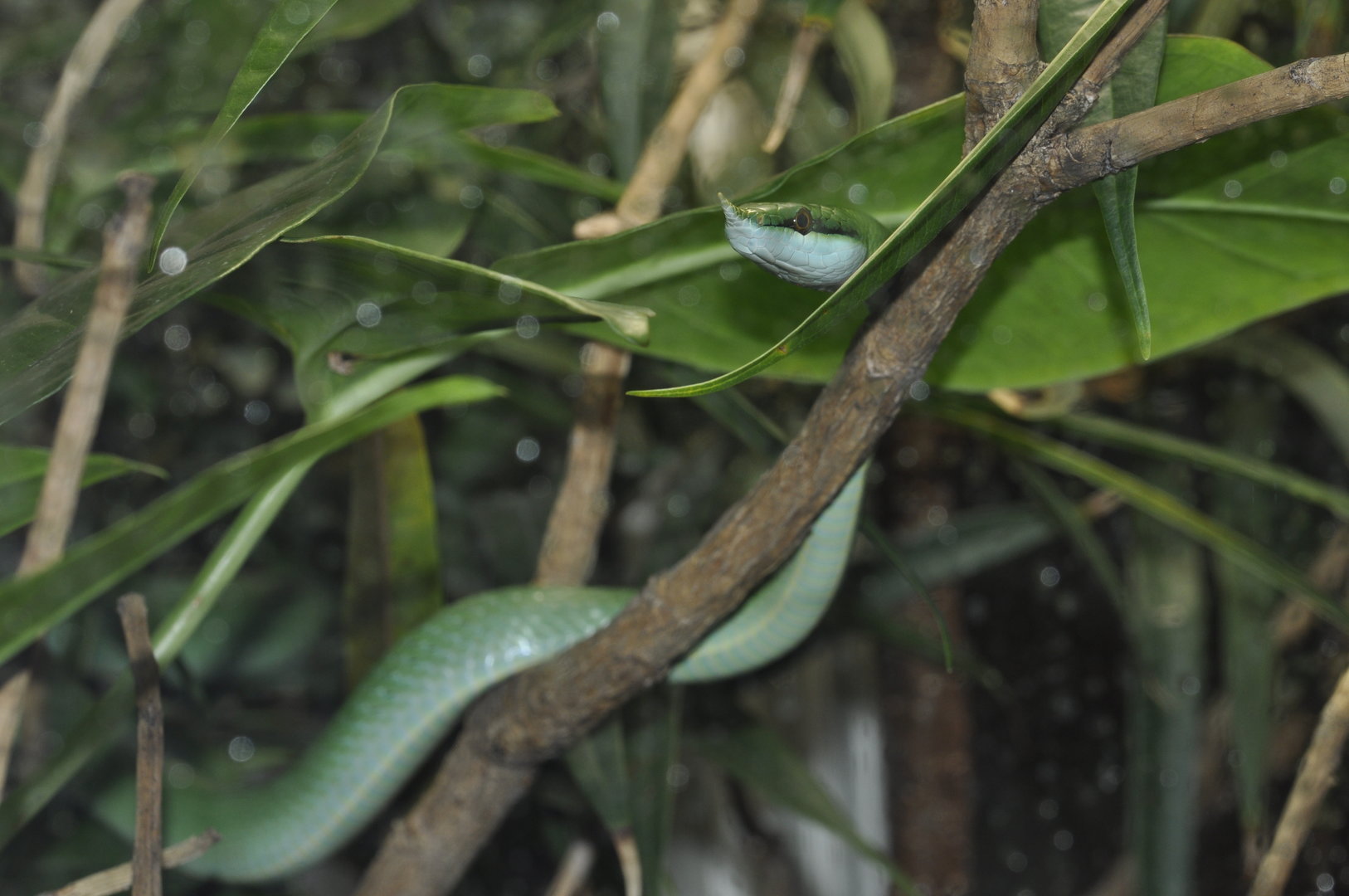 Rhinoceros ratsnake (Gonyosoma boulengeri)