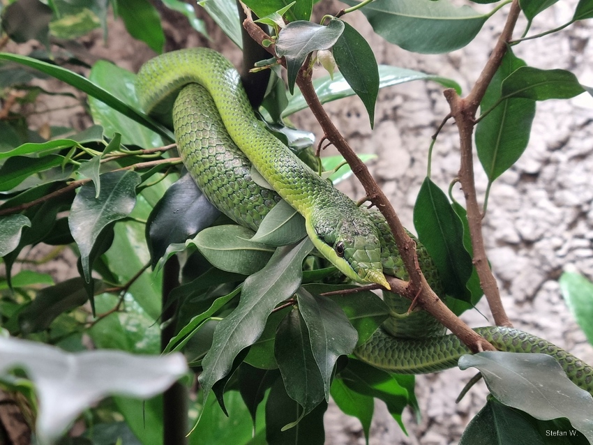 Rhinoceros Ratsnake (Gonyosoma boulengeri)