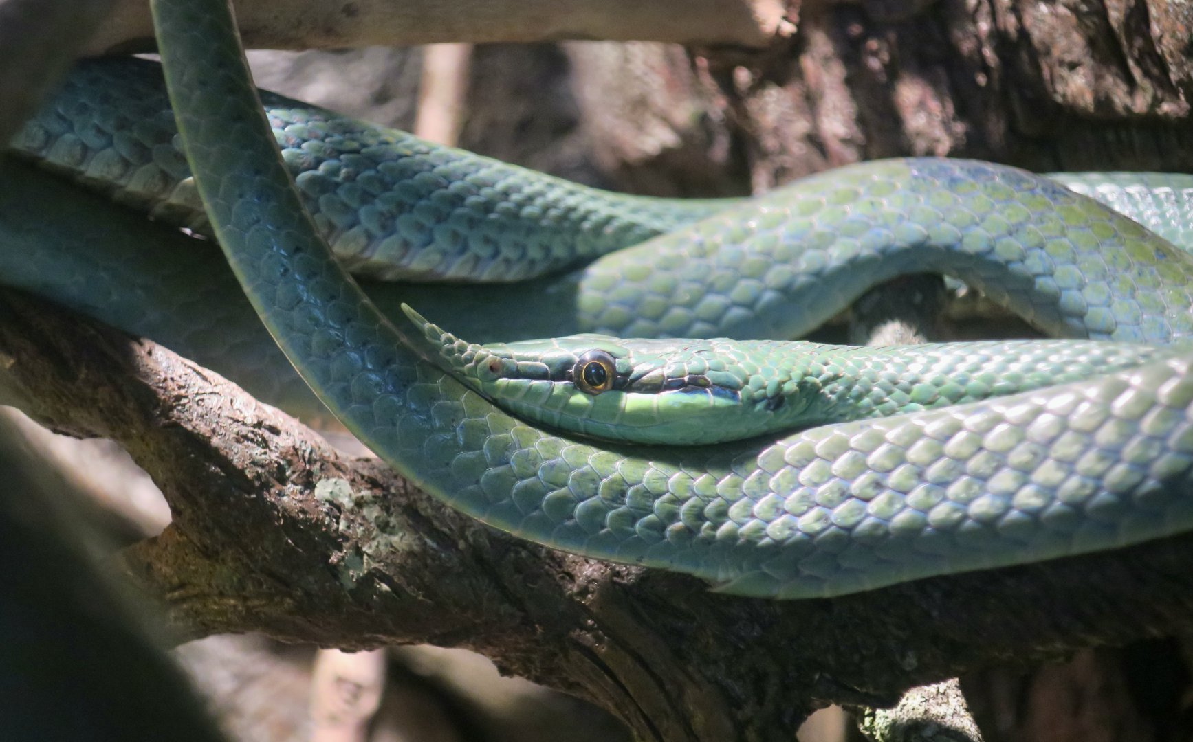 Rhinoceros Ratsnake (Gonyosoma boulengeri)