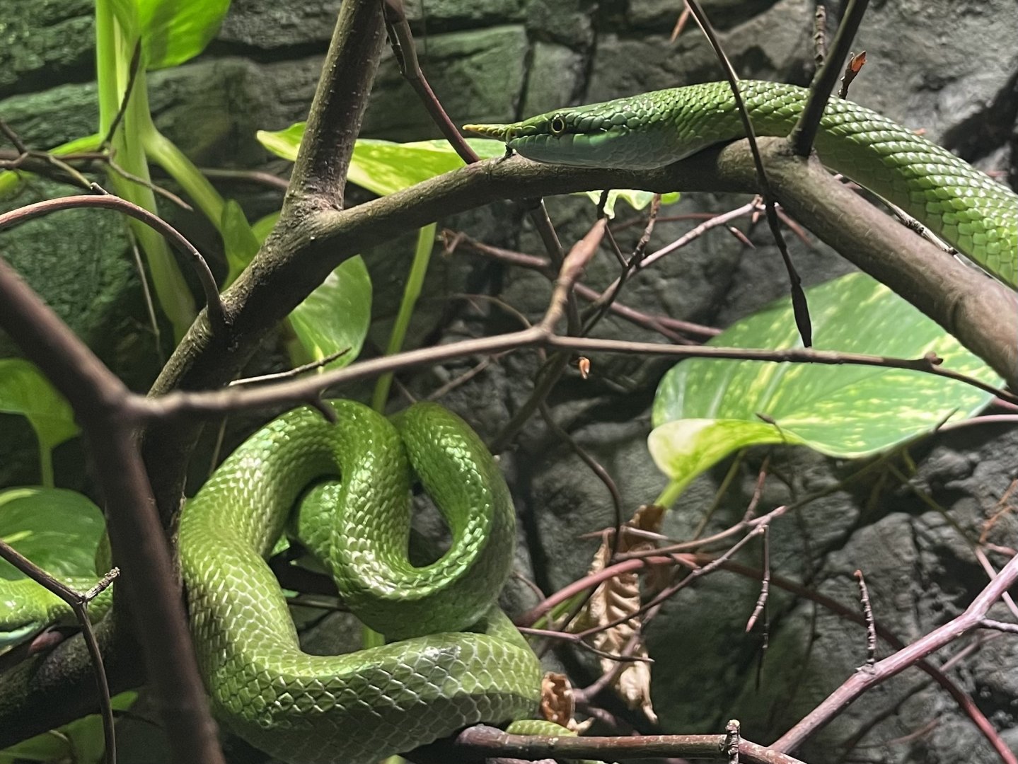 Rhinoceros Ratsnake, (Gonyosoma boulengeri)