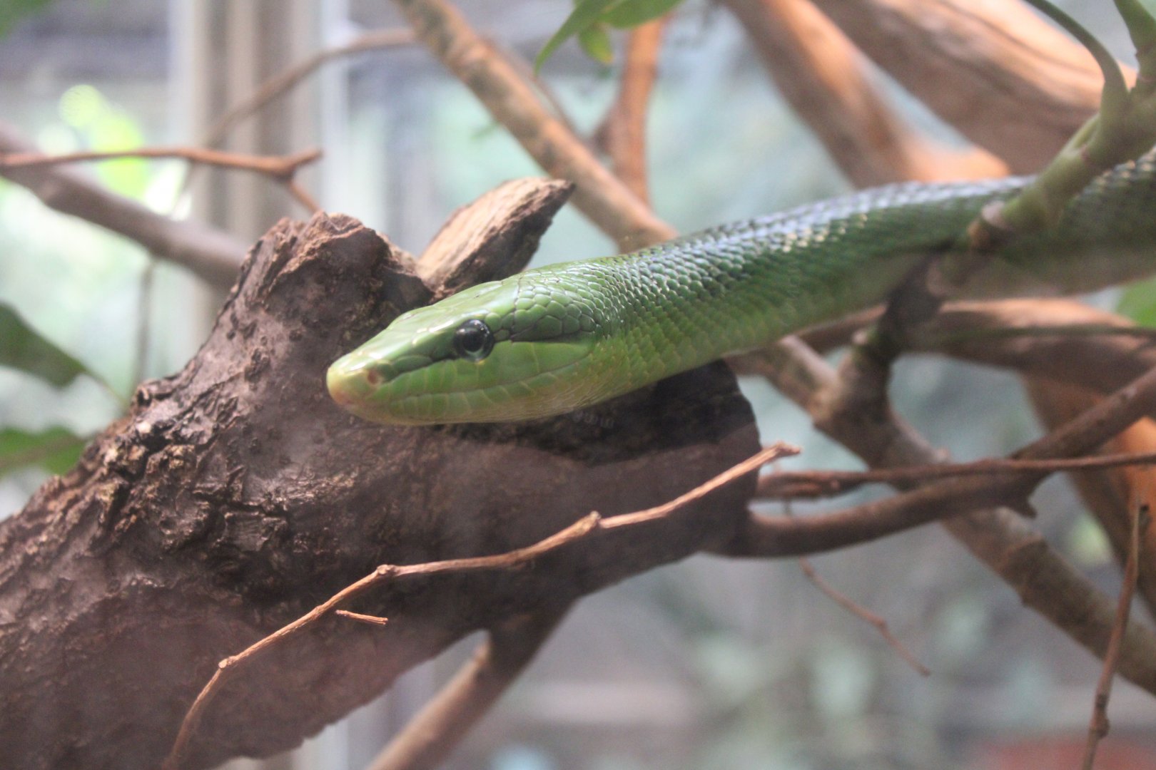 Rhinoceros Ratsnake (Gonyosoma boulengeri)