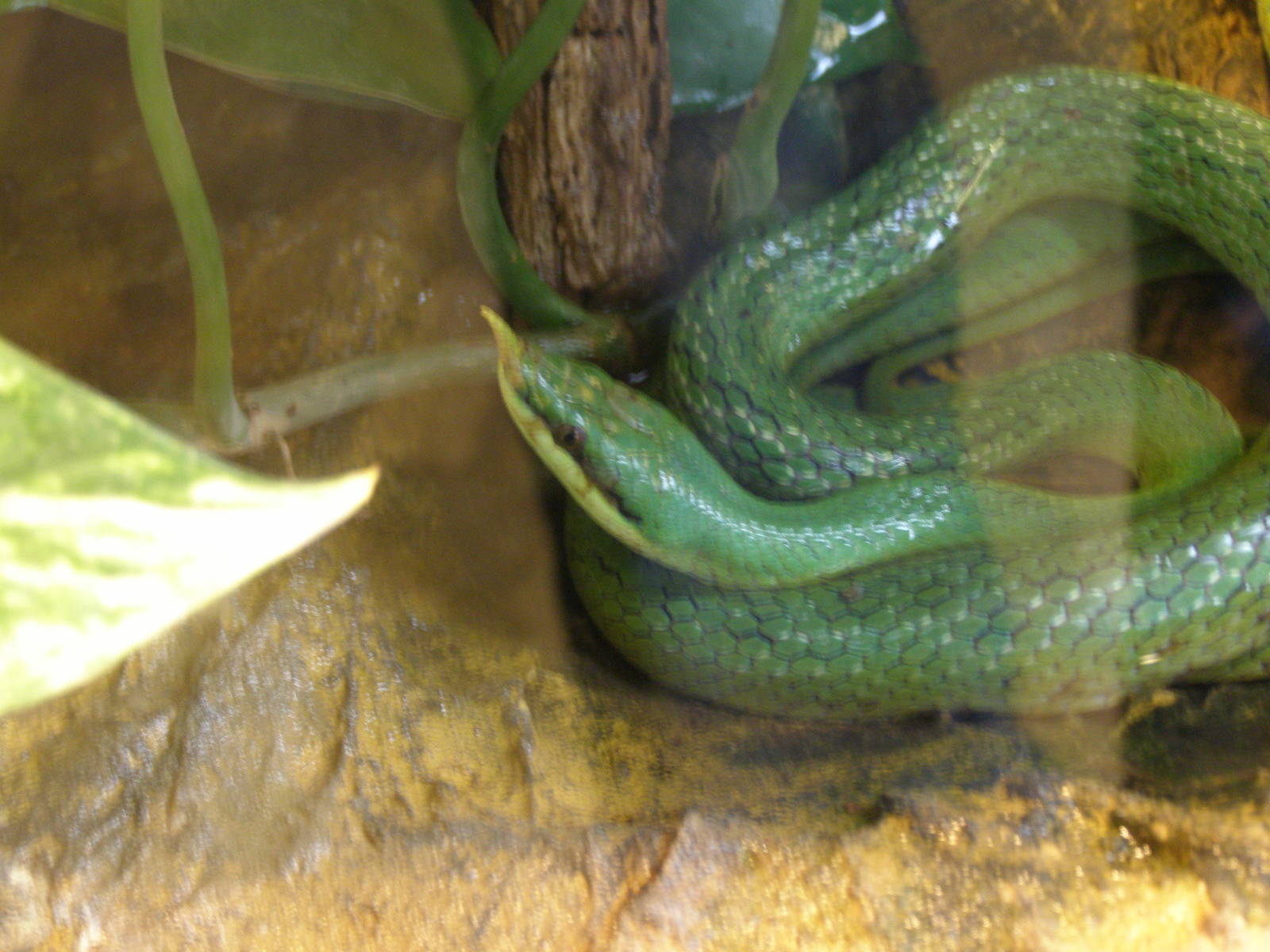 rhinoceros ratsnake (Rhinchophis boulengeri)