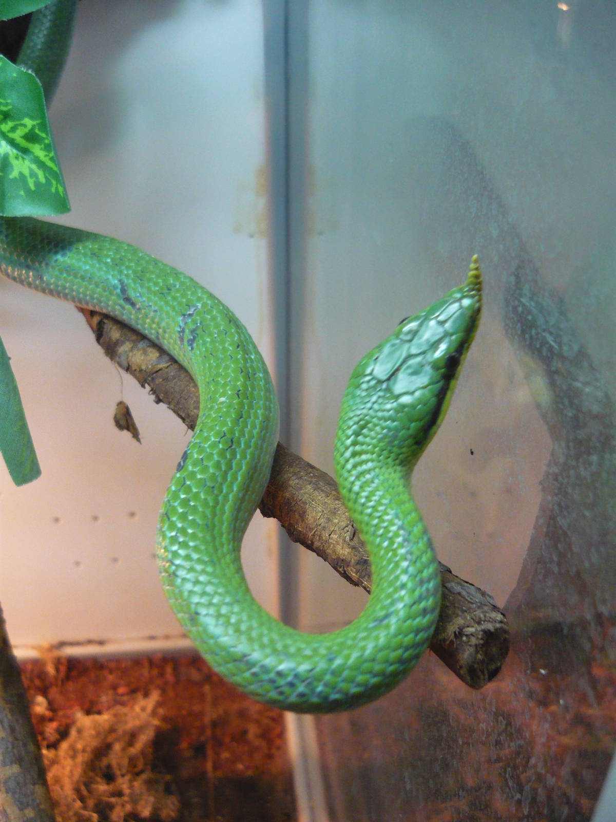 Rhinoceros ratsnake (Rhynchophis boulengeri)