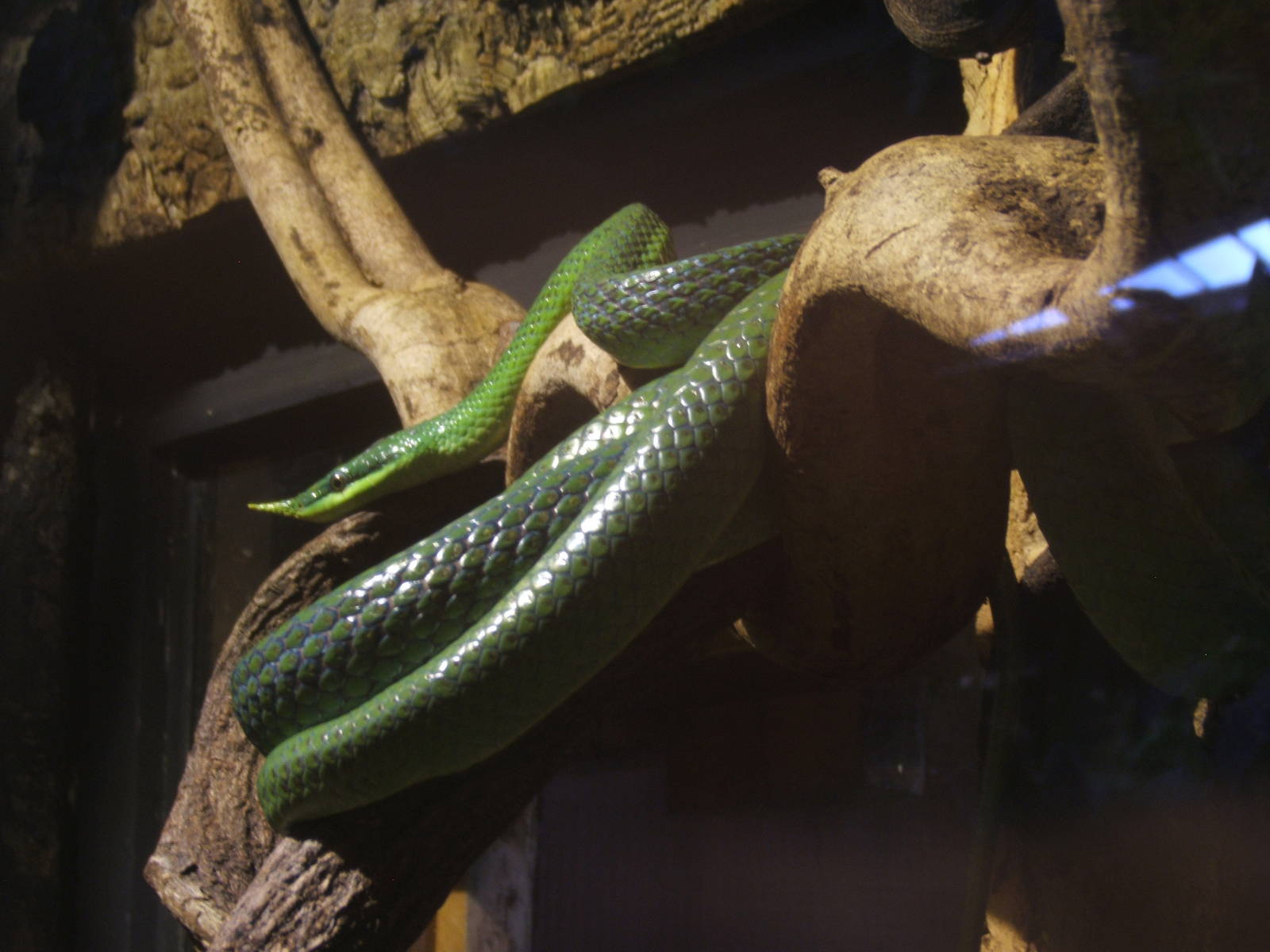 Rhinoceros Ratsnake
