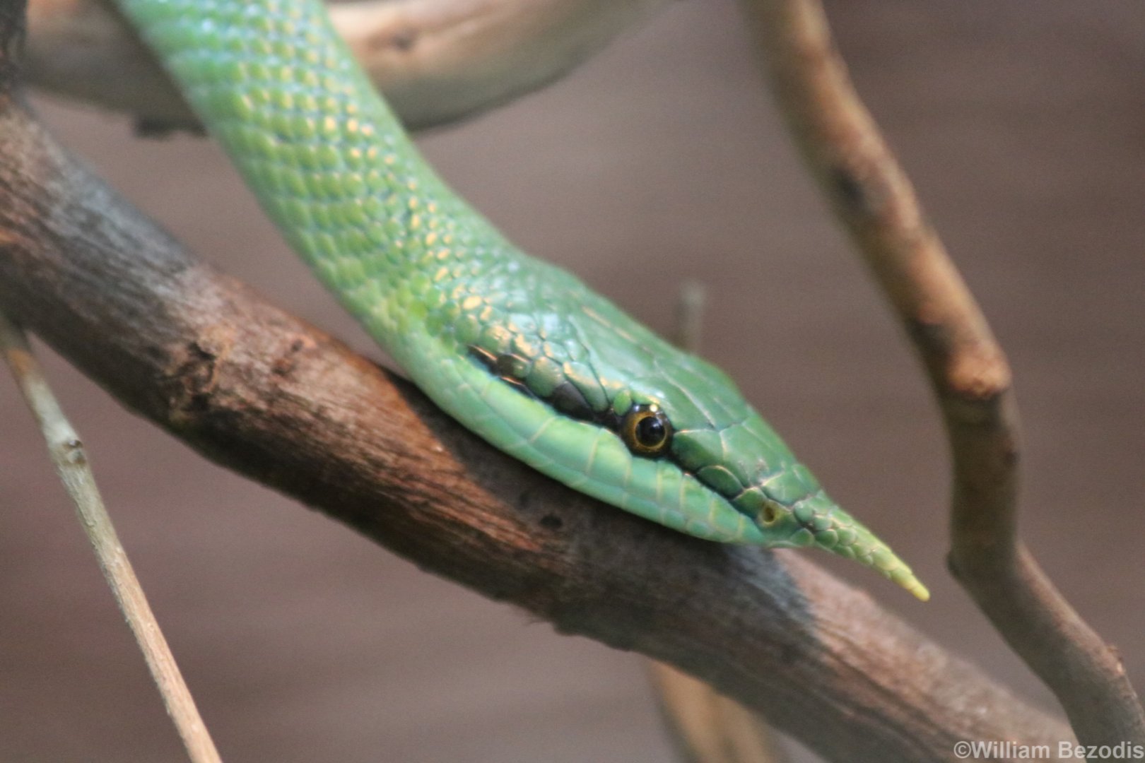 Rhinoceros Ratsnake