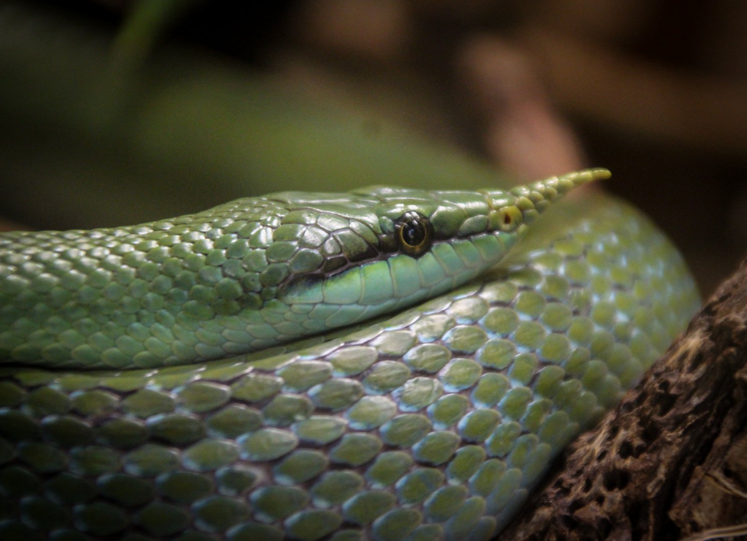 Rhinoceros Ratsnake