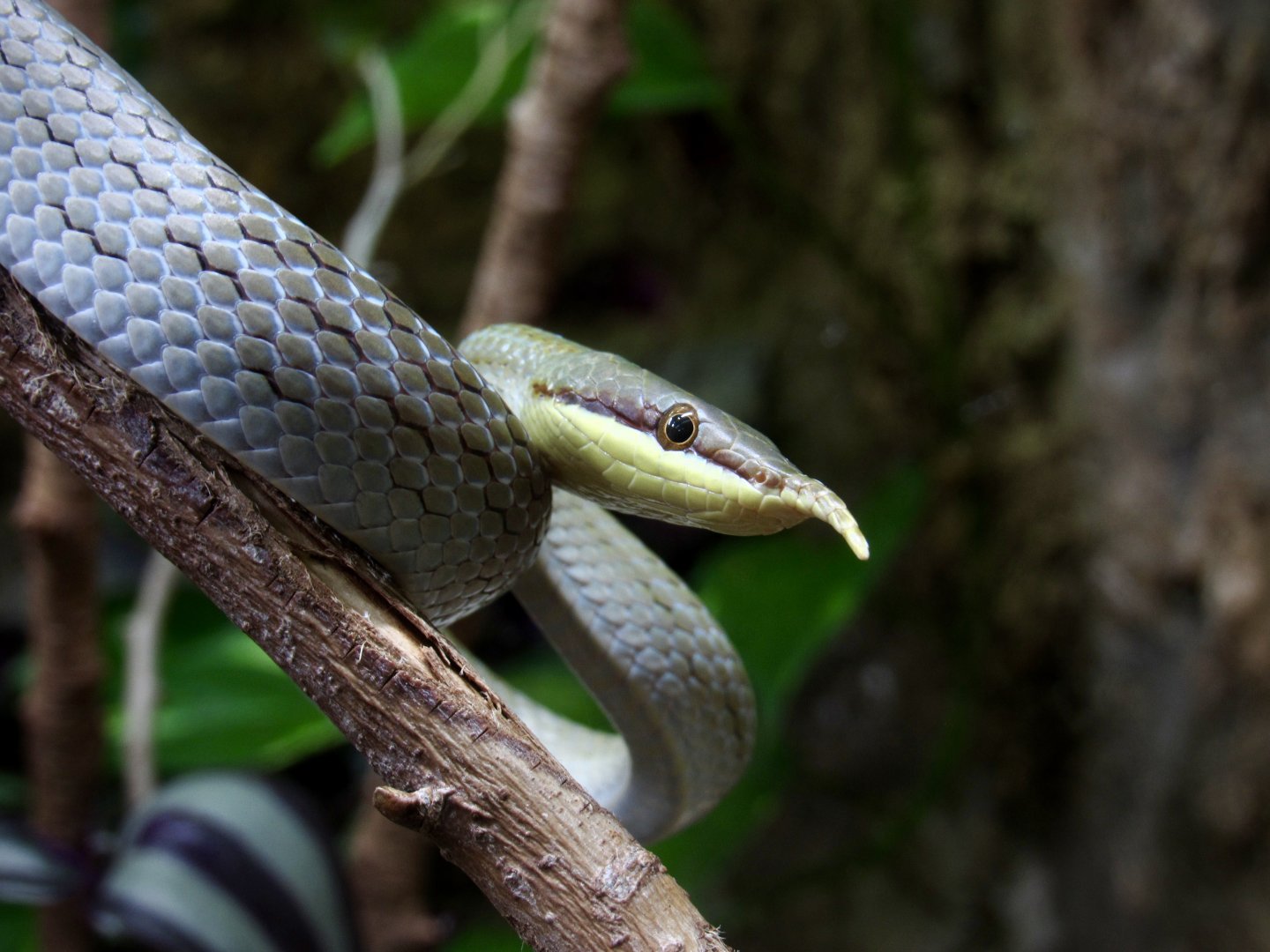 Rhinoceros ratsnake