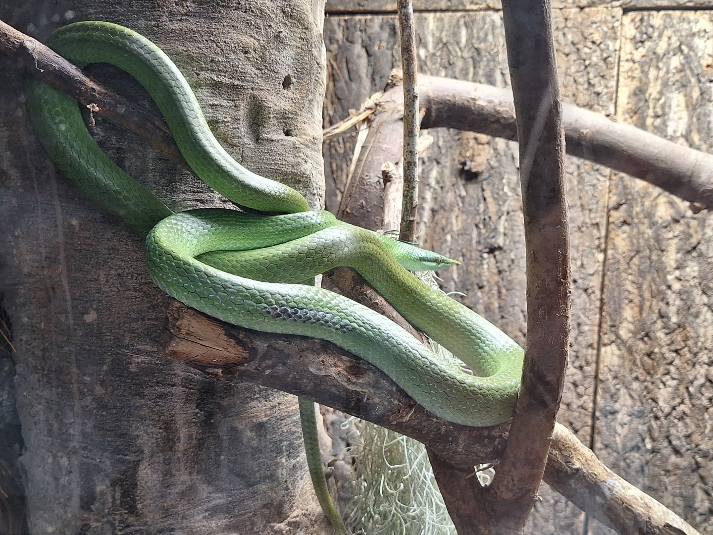 Rhinoceros Ratsnake