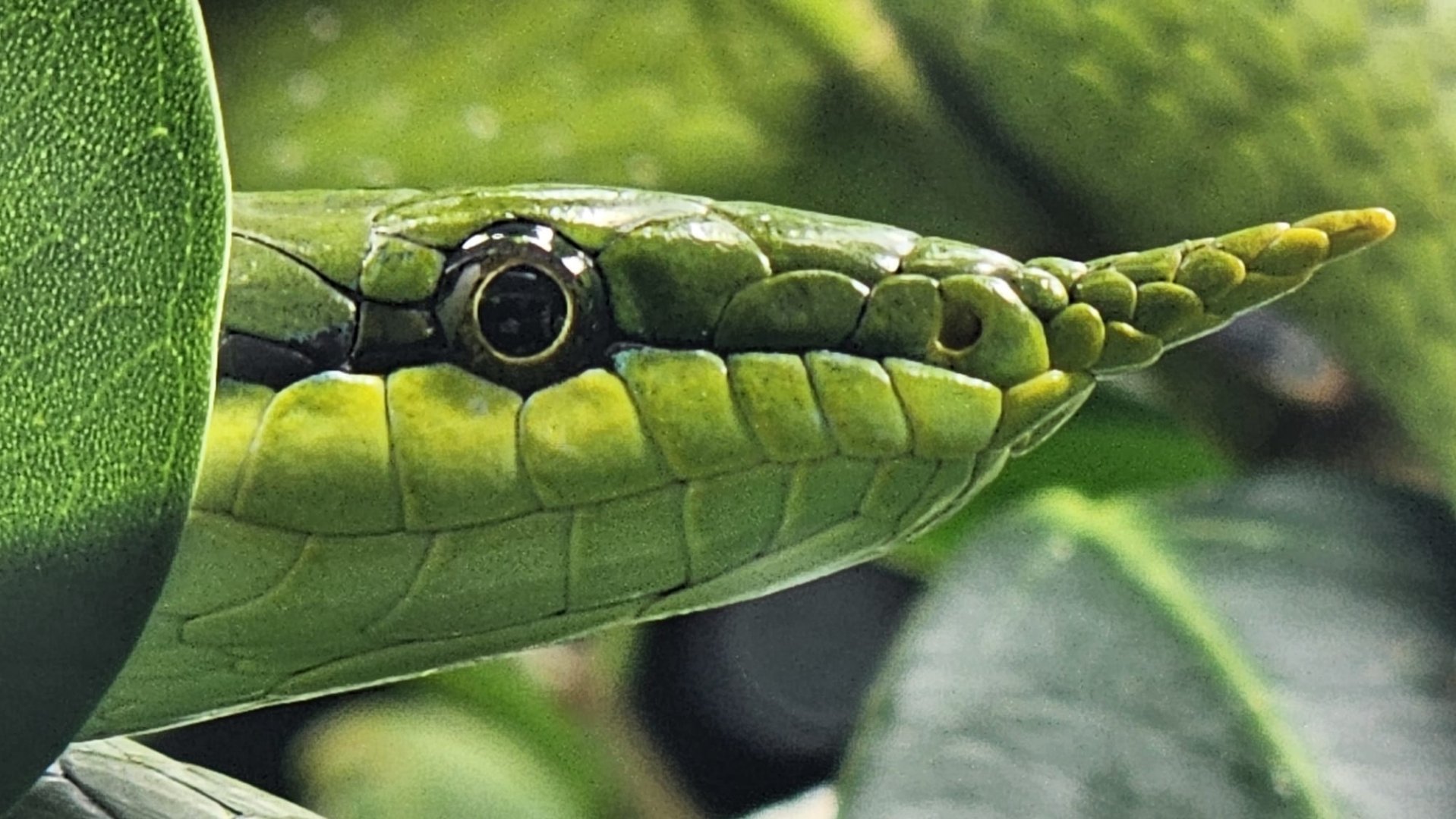 Rhinoceros Ratsnake