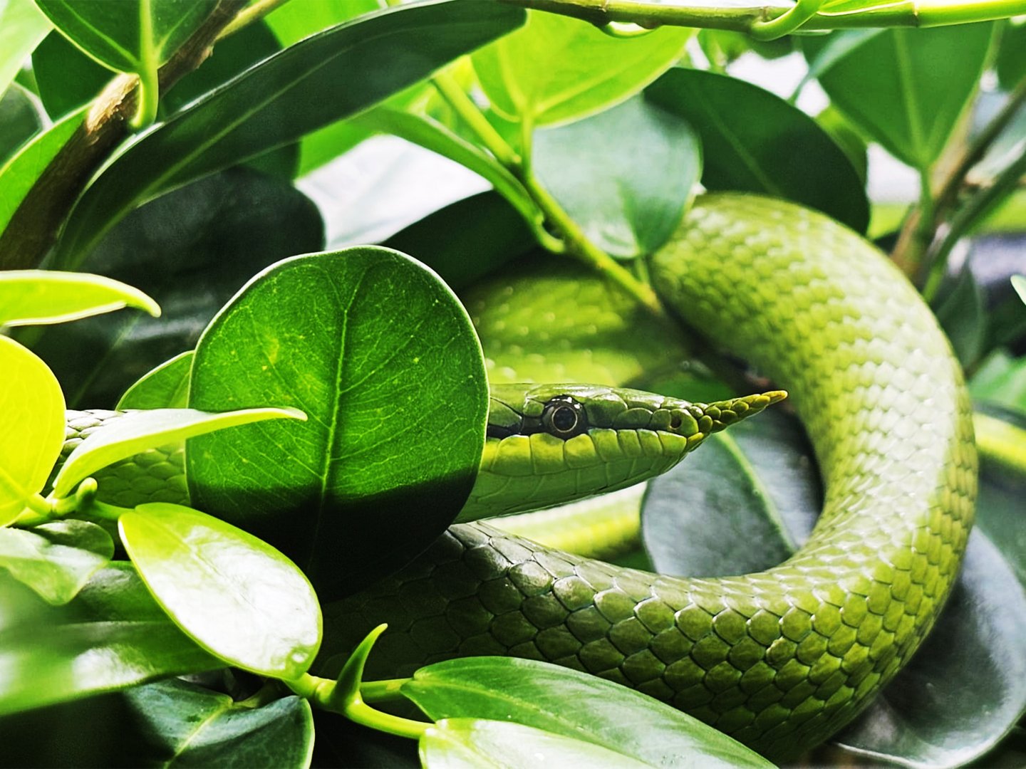 Rhinoceros ratsnake