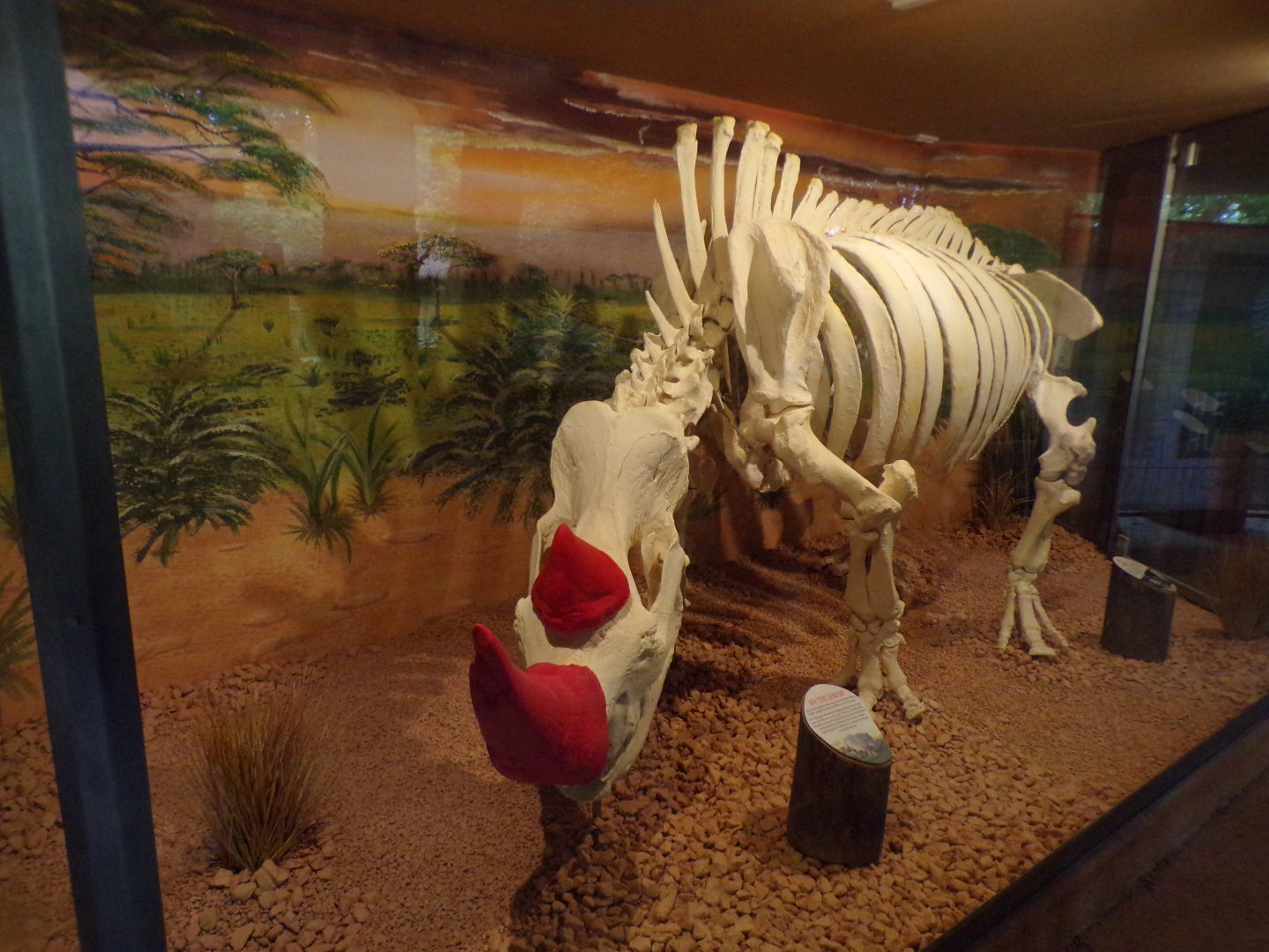 Rhinoceros skeleton 13.7.25