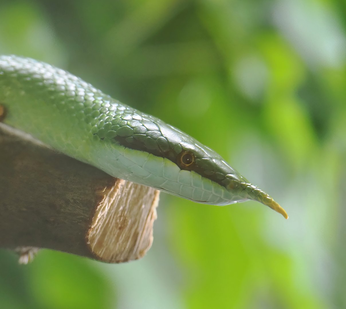 Rhinoceros snake (Gonyosoma boulengeri), 2025-05-22