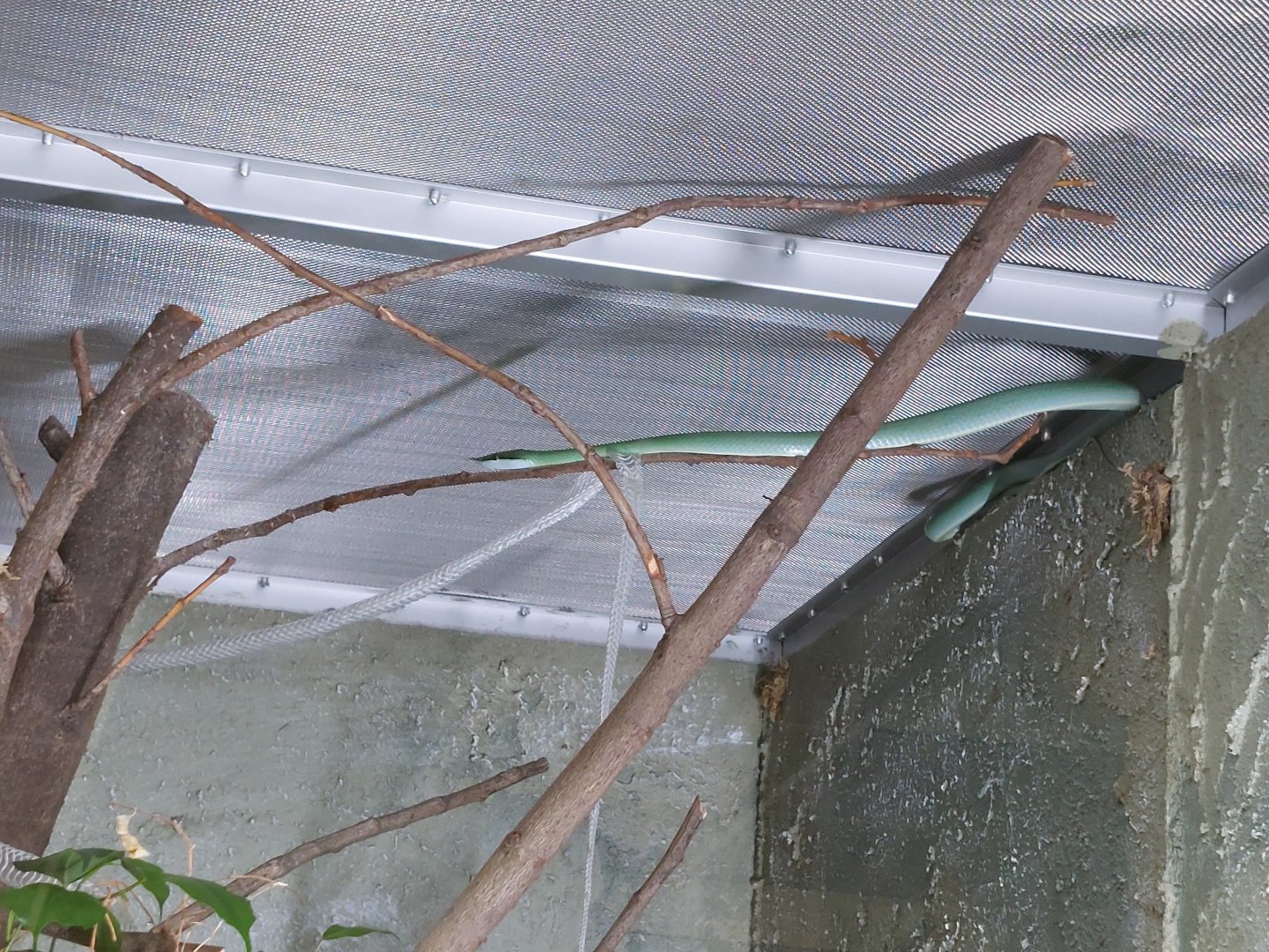 Rhinoceros snake (Gonyosoma boulengeri(