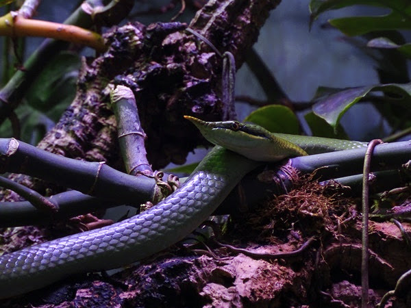Rhinoceros snake (Gonyosoma boulengeri)