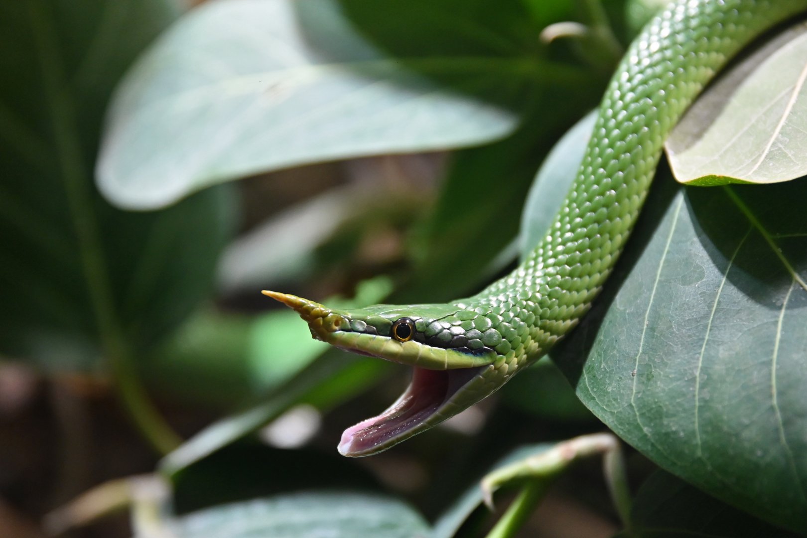 Rhinoceros snake Gonyosoma boulengeri