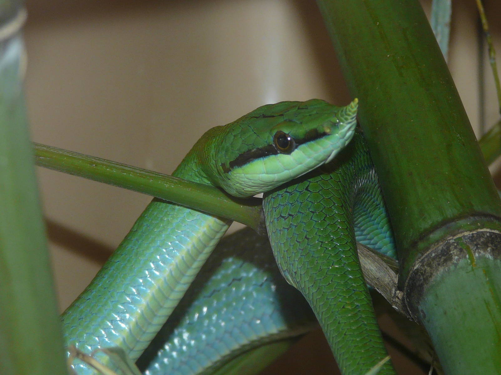 Rhinoceros snake/ Rhynchophis boulengeri