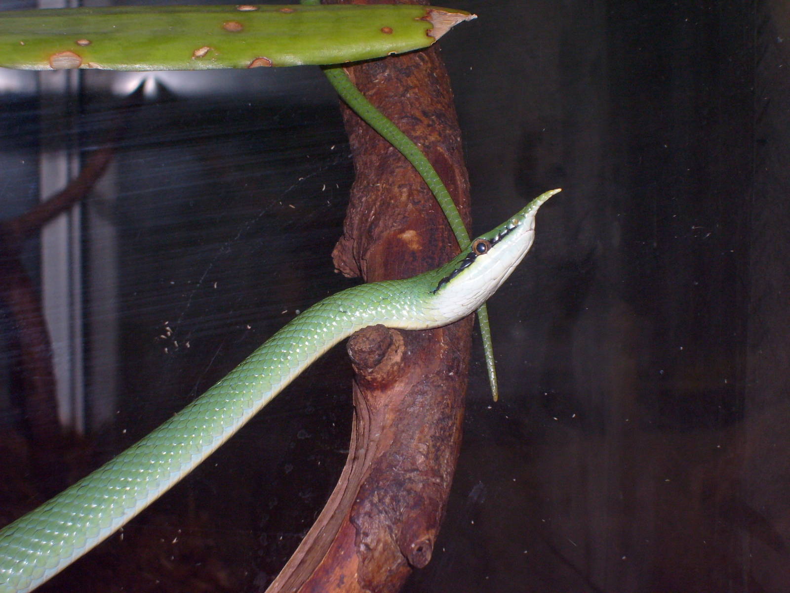 Rhinoceros snake/Rhynchophis boulengeri