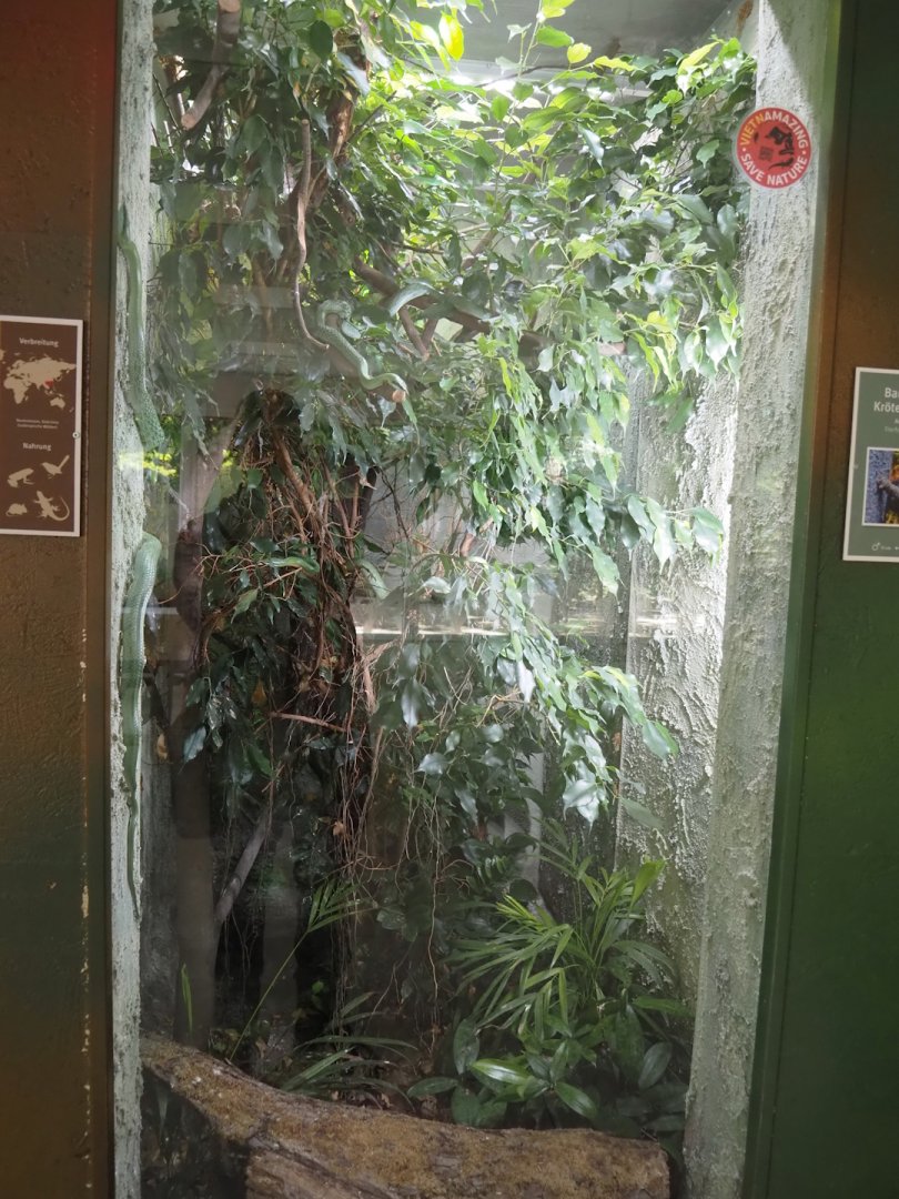 Rhinoceros snake terrarium, 2025-05-22