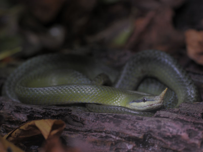 Rhinoceros Snake
