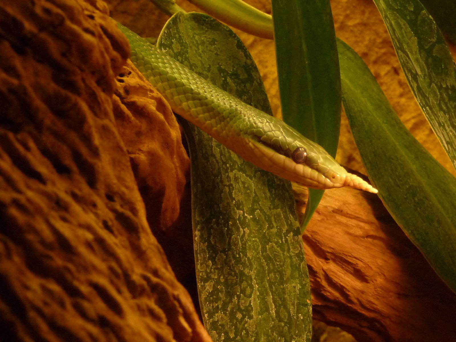 Rhinoceros Snake
