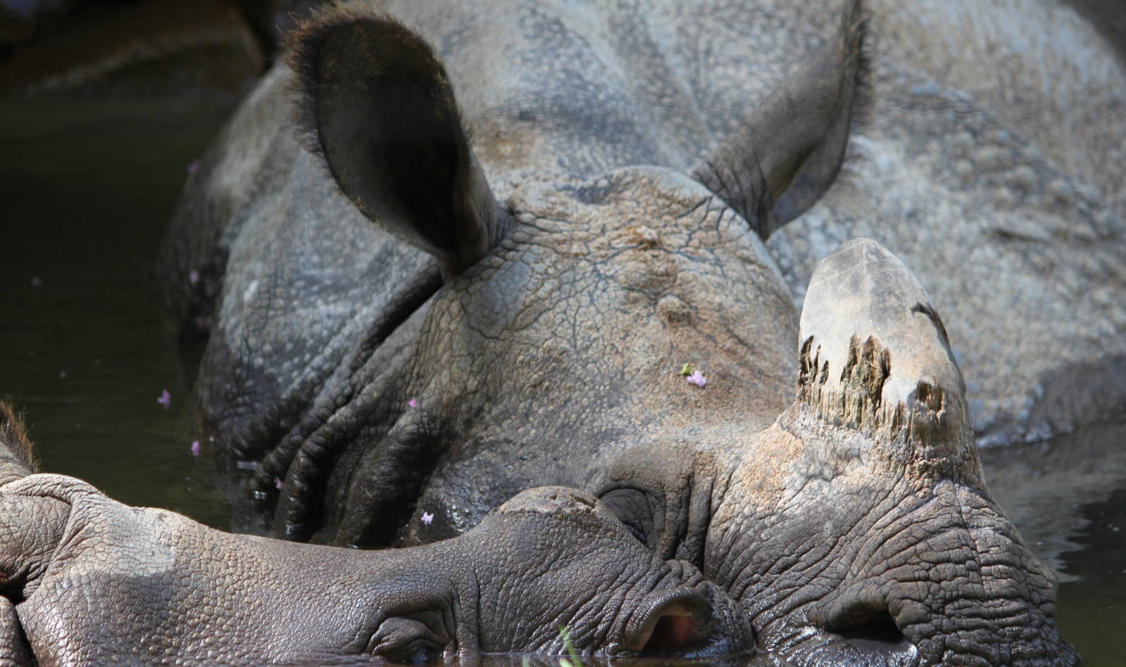 (Rhinoceros Unicornis) Asha & Shanti