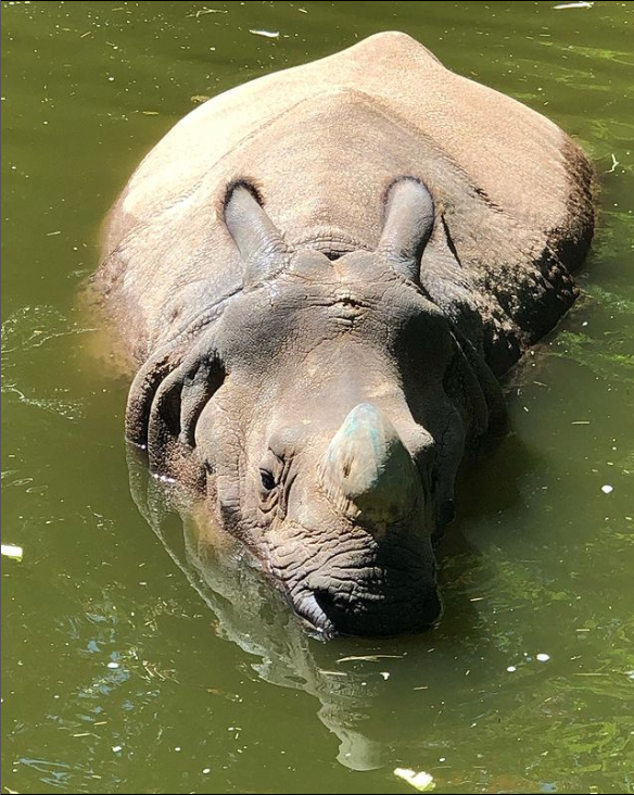 Rhinoceros unicornis (Greater One-Horned Rhinoceros)