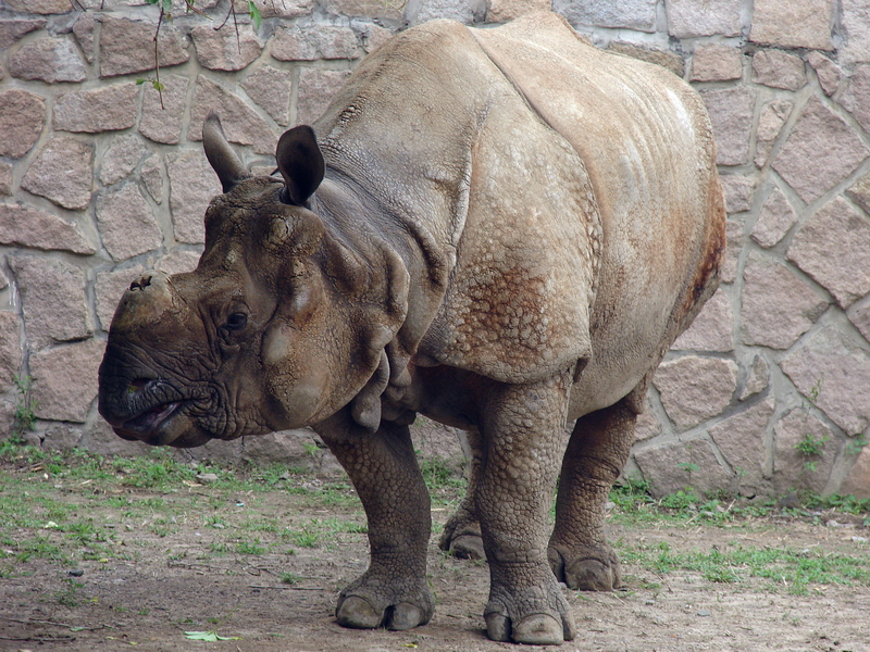 Rhinoceros unicornis / Indian rhinoceros (male Nim, ISB #141)