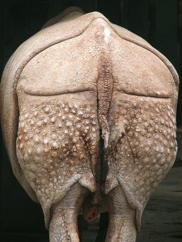 Rhinoceros unicornis / Indian rhinoceros (male Nim, ISB #141)