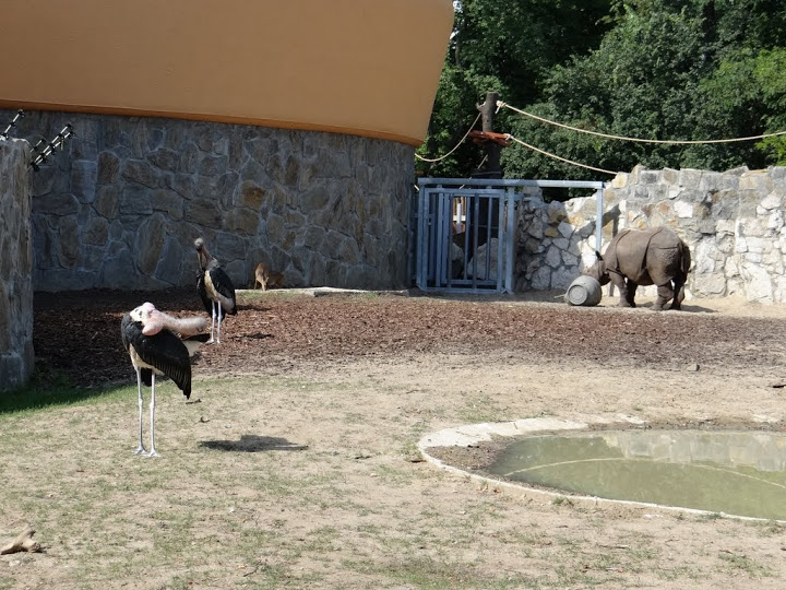 Rhinoceros unicornis/Leptoptilos crumeniferus