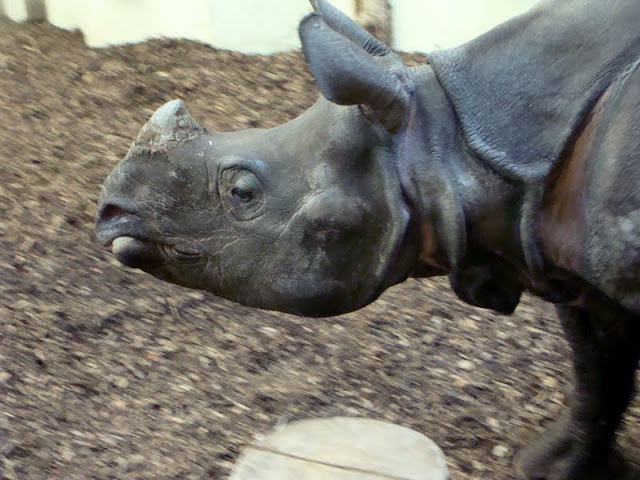 Rhinoceros unicornis - Manus