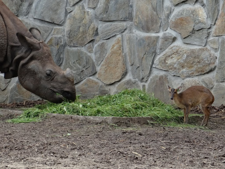 Rhinoceros unicornis  /  Muntiacus muntjak