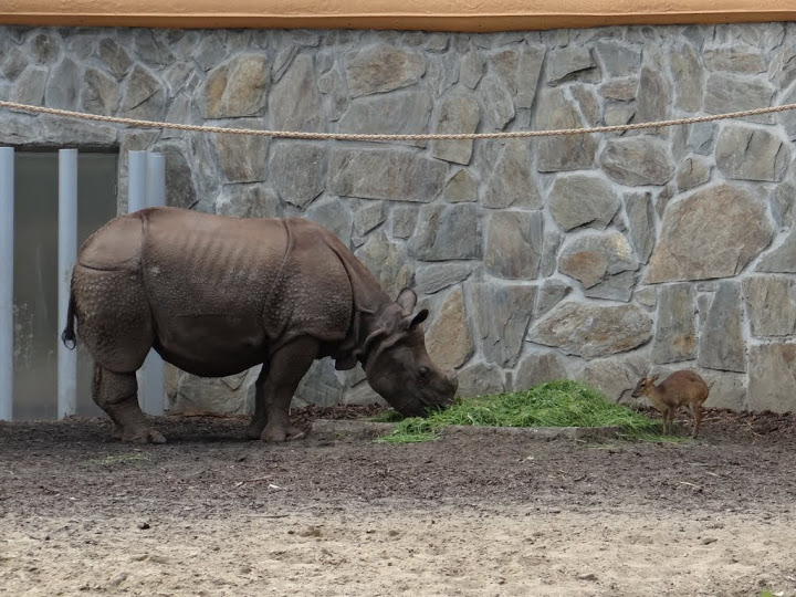 Rhinoceros unicornis  /  Muntiacus muntjak