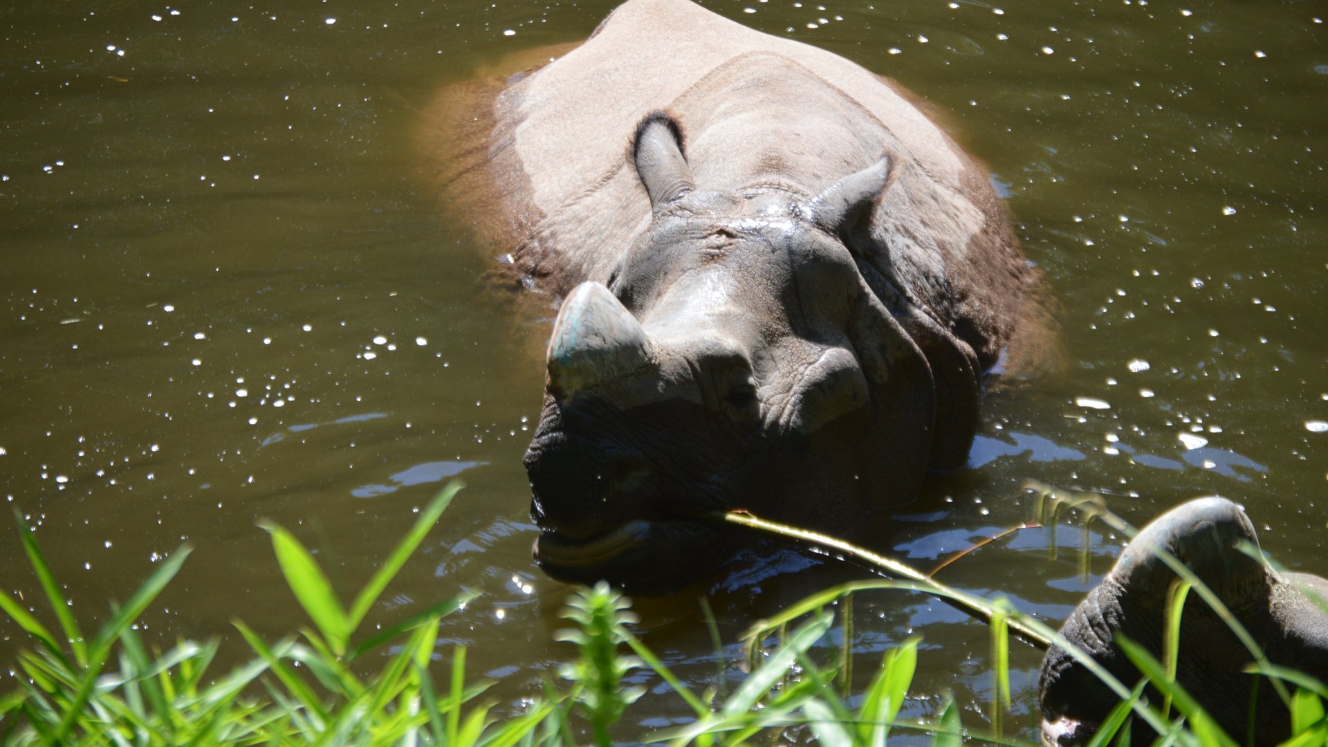 Rhinoceros unicornis, Taj and Glenn, having a pool party
