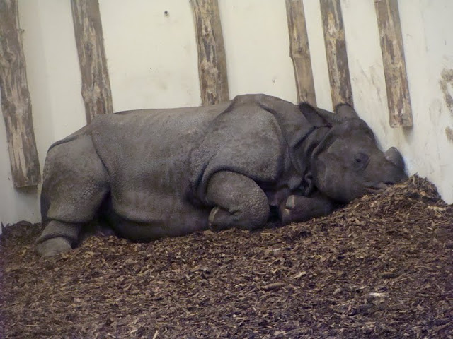 Rhinoceros unicornis - Tarun