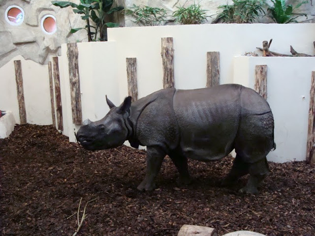 Rhinoceros unicornis