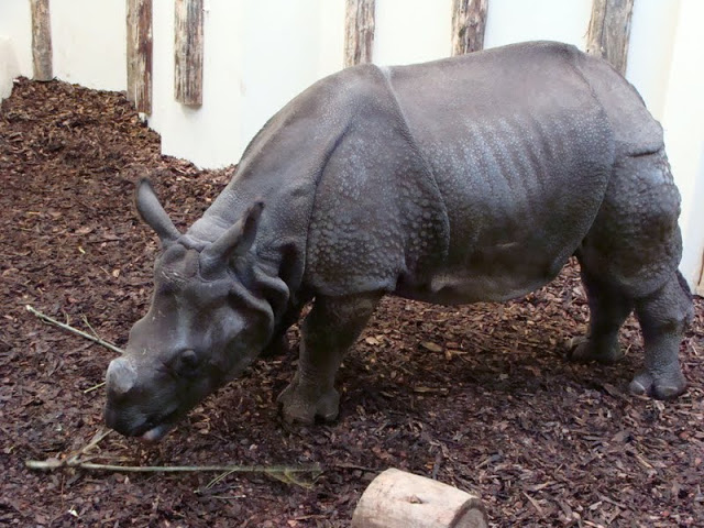 Rhinoceros unicornis