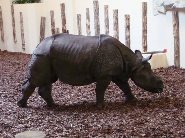 Rhinoceros unicornis