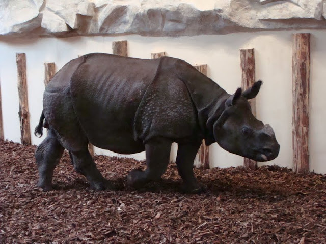 Rhinoceros unicornis