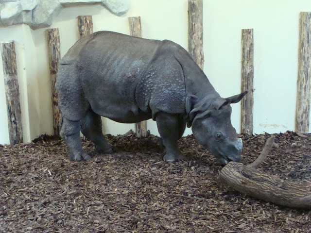 Rhinoceros unicornis