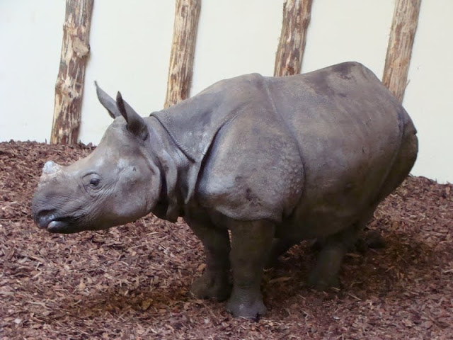 Rhinoceros unicornis