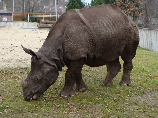 Rhinoceros unicornis