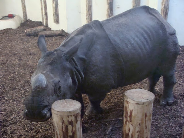 Rhinoceros unicornis